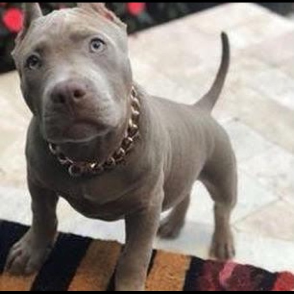 Meet your Posher, Kenneth - Picture 1 of 1